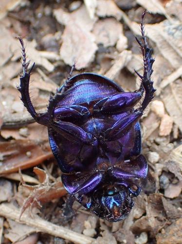 Anoplotrupes stercorosus